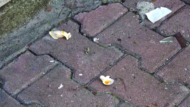 Kozan’da havadan düşen esrarengiz yumurtalar esnafı bezdirdi